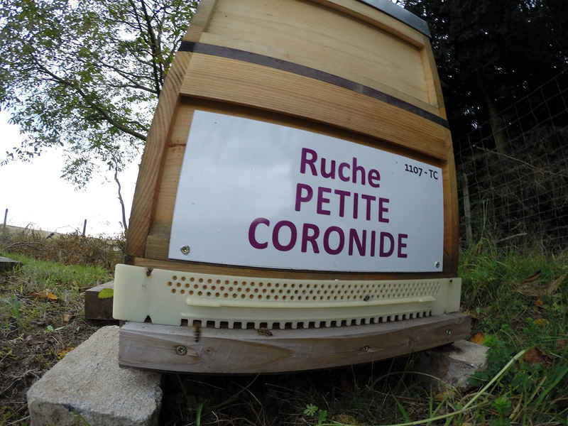 La ruche