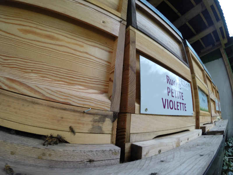 La ruche Petite violette