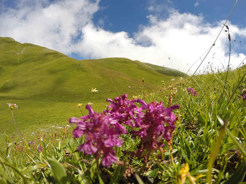 La ruche Petite violette