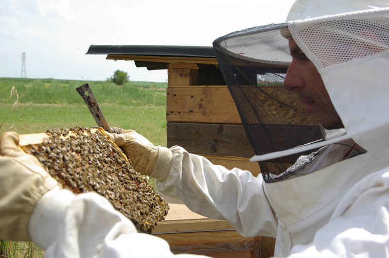 La ruche Petite violette