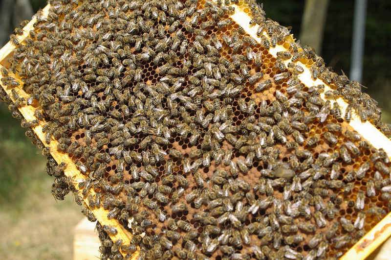 La ruche Petite violette