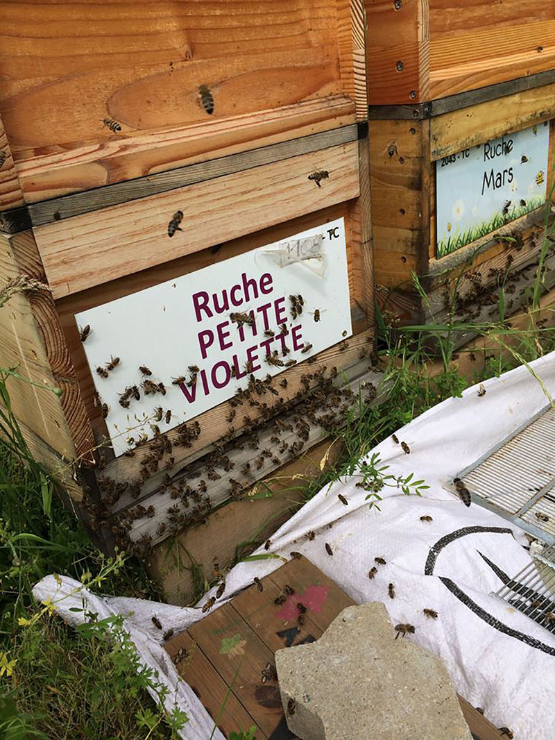 La ruche Petite violette