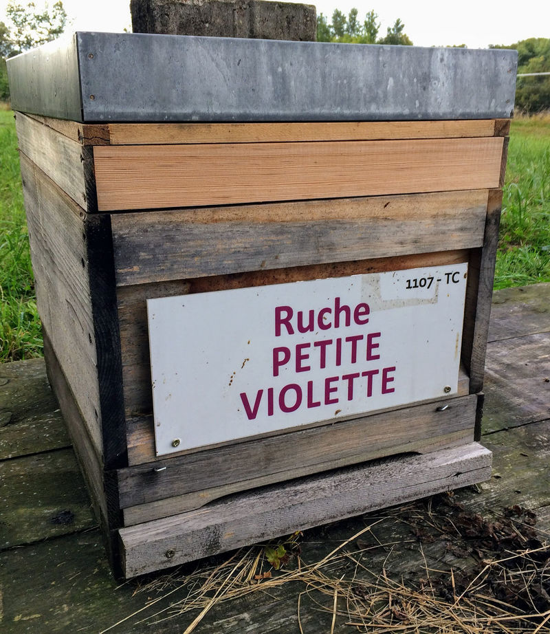 La ruche Petite violette