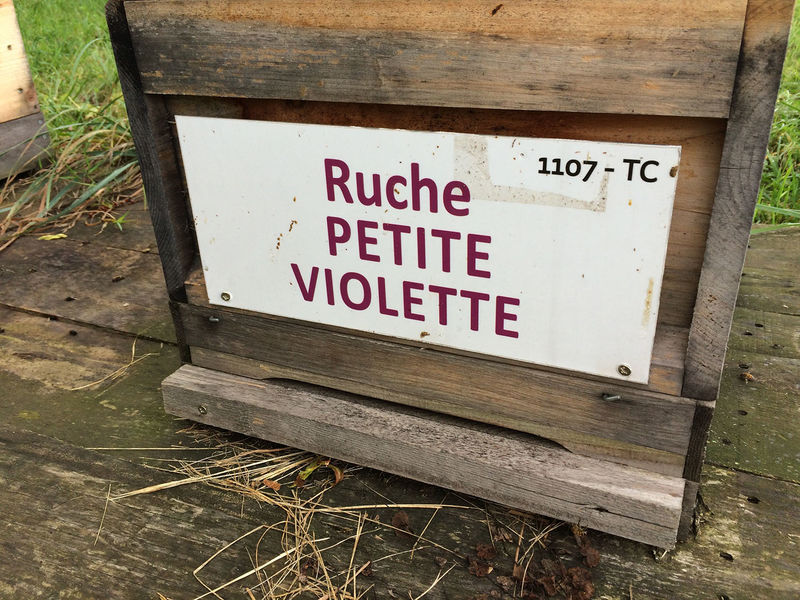 La ruche Petite violette