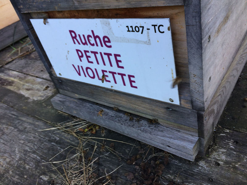La ruche Petite violette
