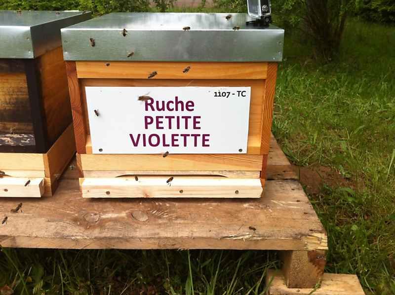 La ruche Petite violette