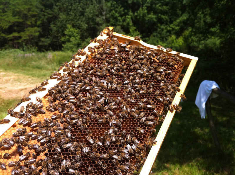 La ruche Petite violette