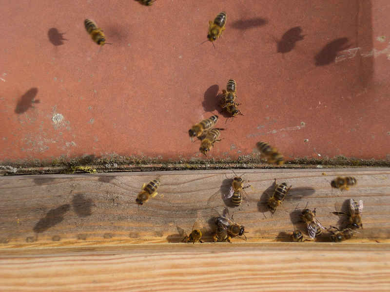 La ruche Petite violette