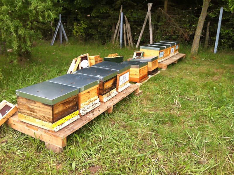 La ruche Petite violette