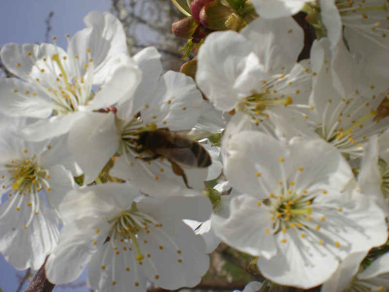 La ruche Petite violette