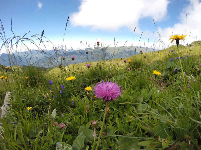 La ruche Petite violette