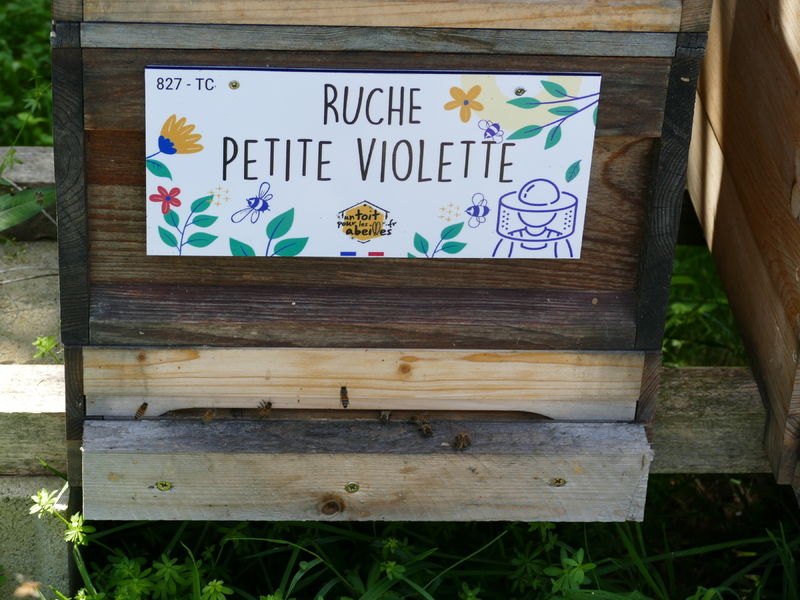 La ruche Petite violette