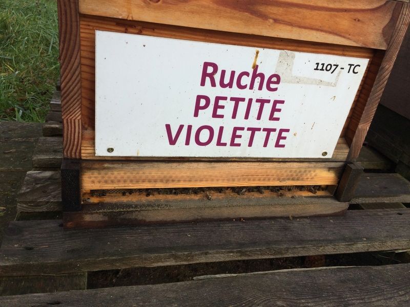 La ruche Petite violette