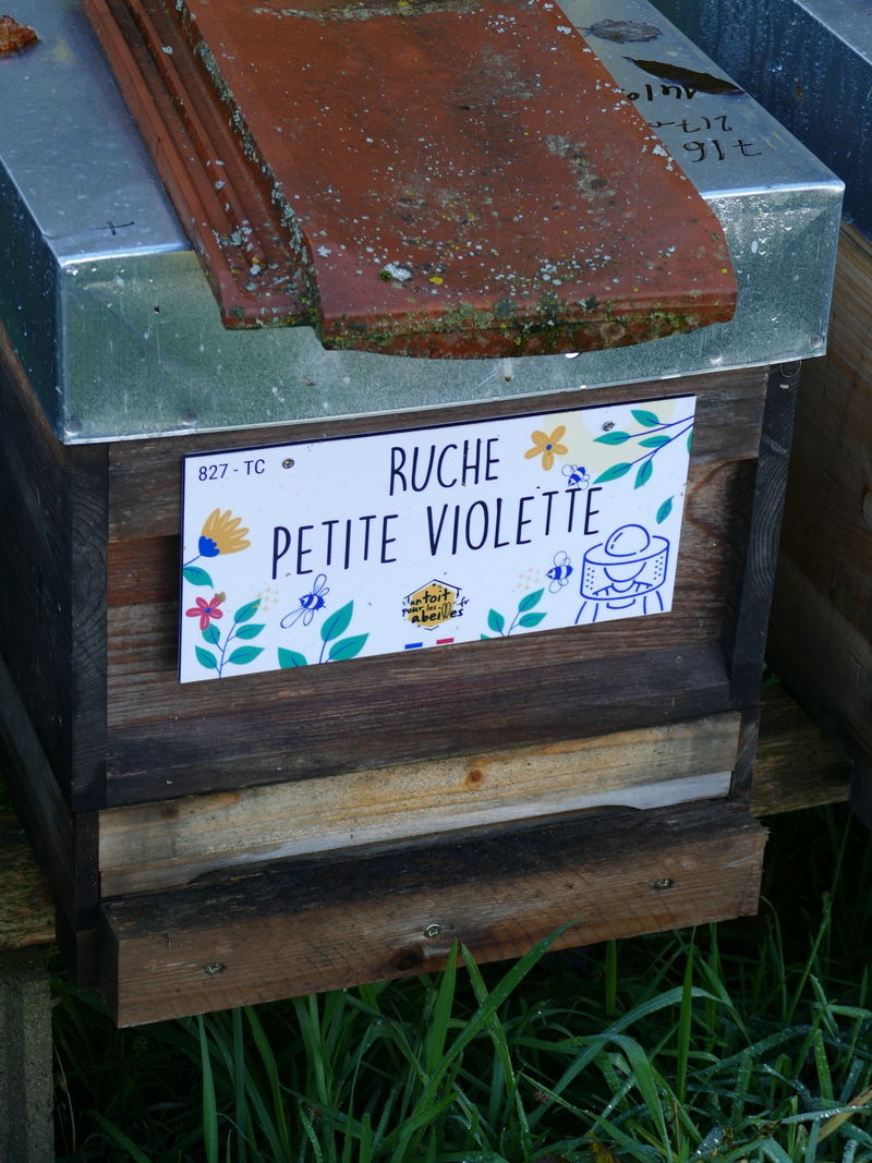 La ruche Petite violette