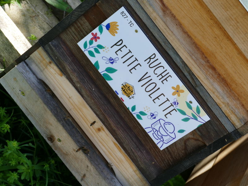 La ruche Petite violette