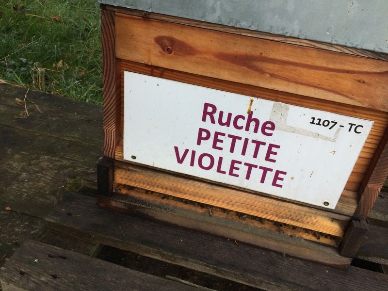La ruche Petite violette