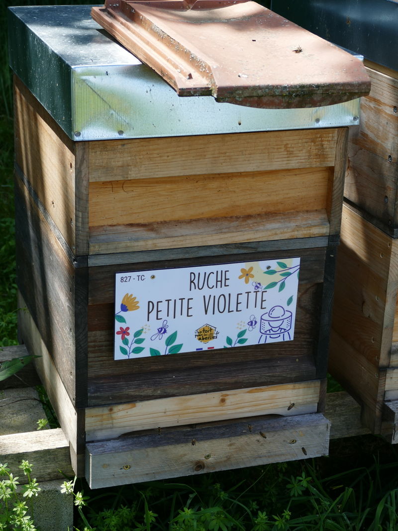 La ruche Petite violette