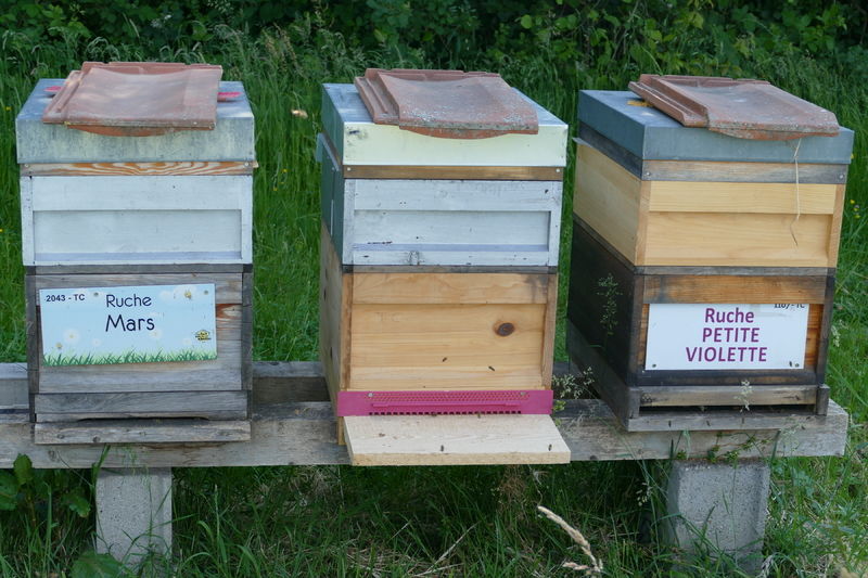 La ruche Petite violette