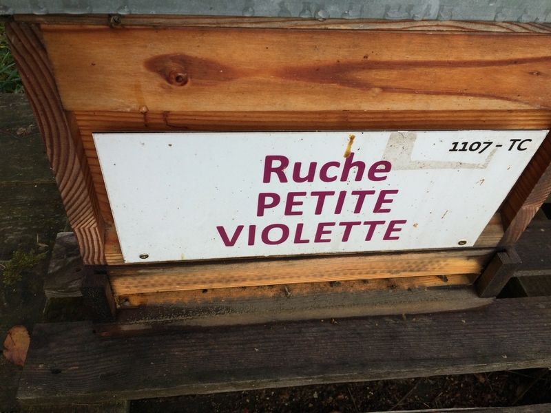 La ruche Petite violette