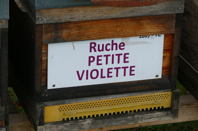 La ruche Petite violette