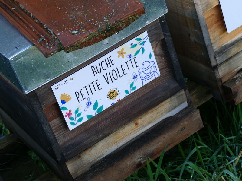 La ruche Petite violette
