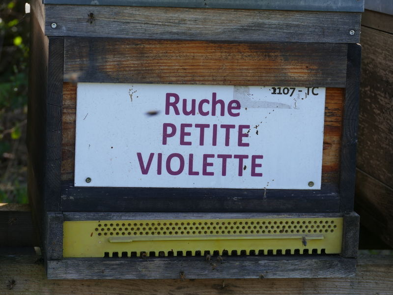 La ruche Petite violette
