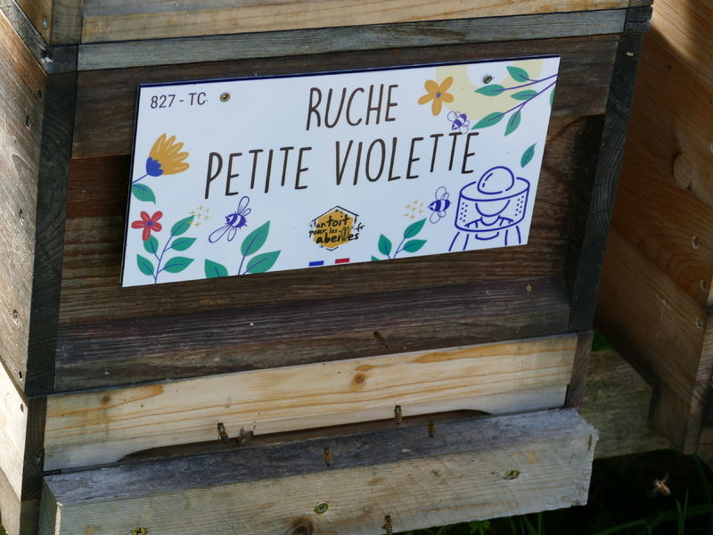La ruche Petite violette