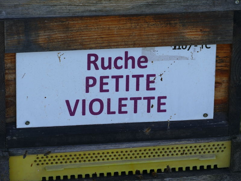 La ruche Petite violette