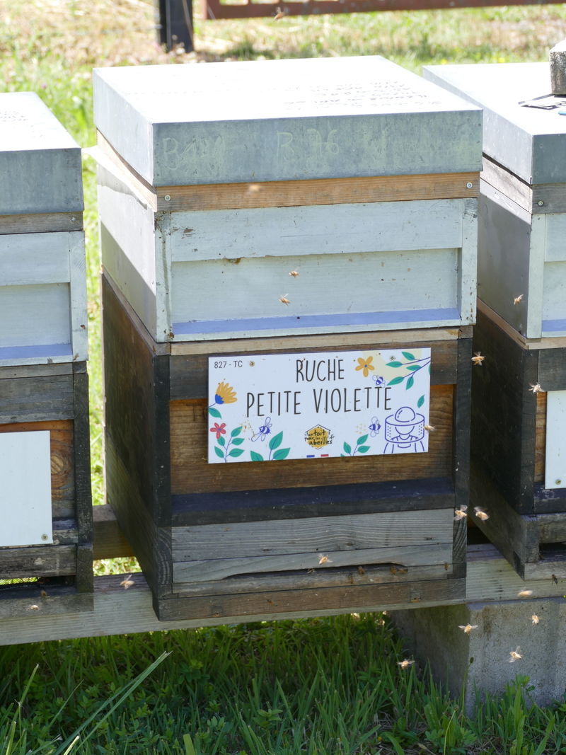 La ruche Petite violette