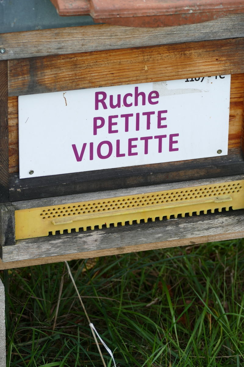 La ruche Petite violette