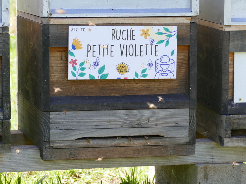 La ruche Petite violette