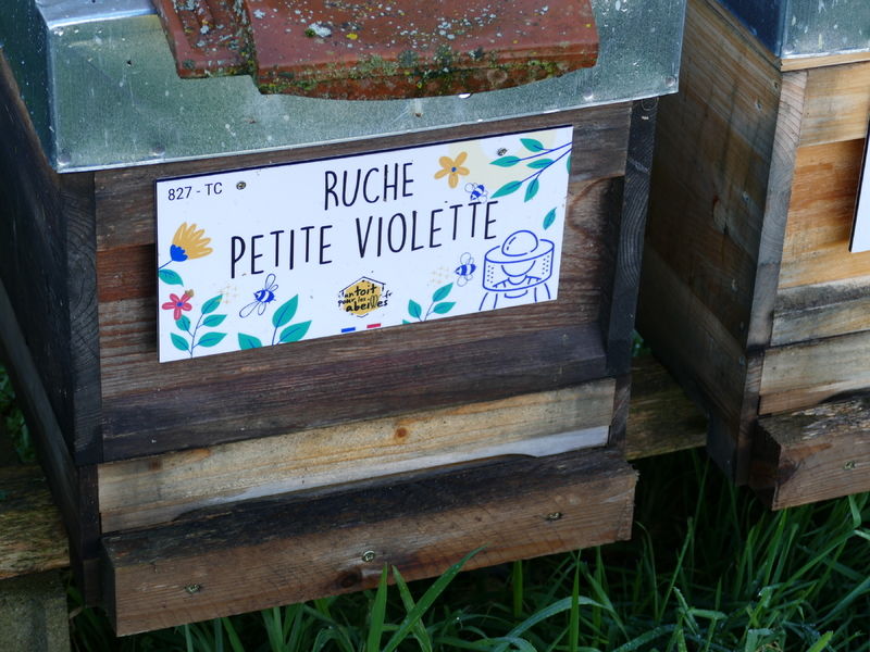 La ruche Petite violette