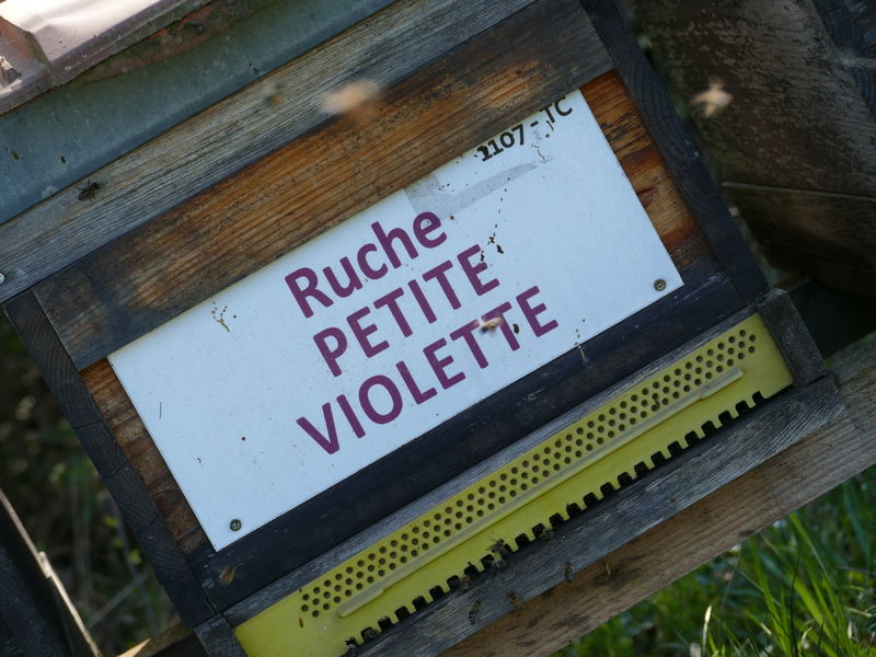La ruche Petite violette