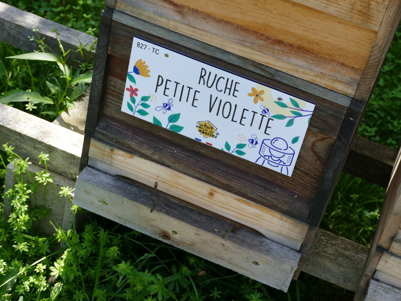 La ruche Petite violette
