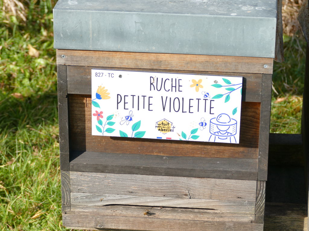 La ruche Petite violette