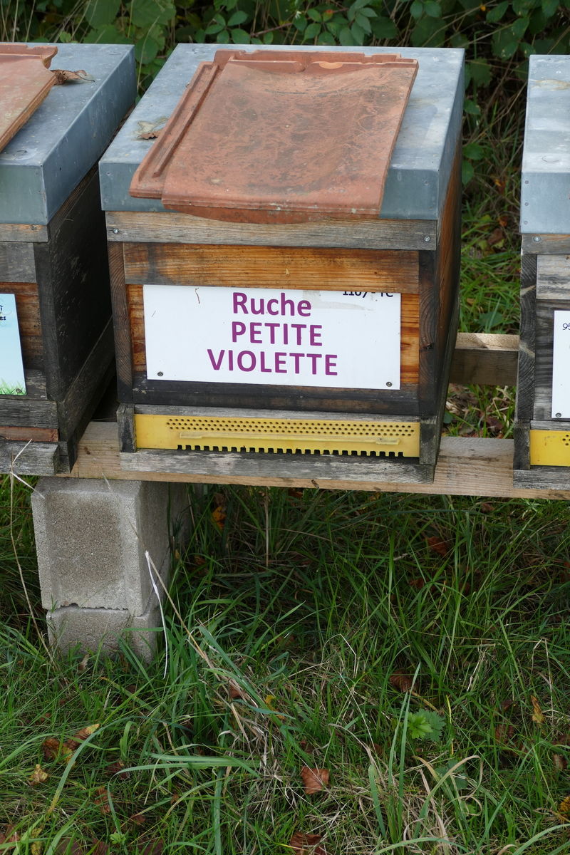 La ruche Petite violette