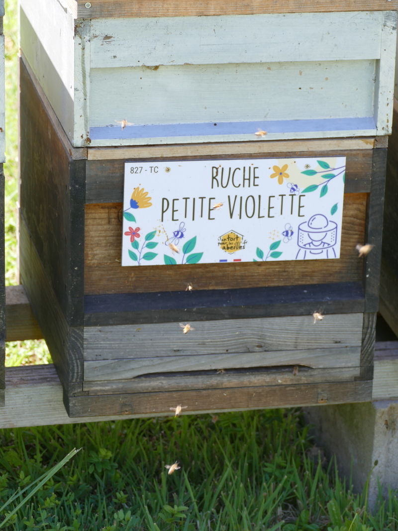 La ruche Petite violette