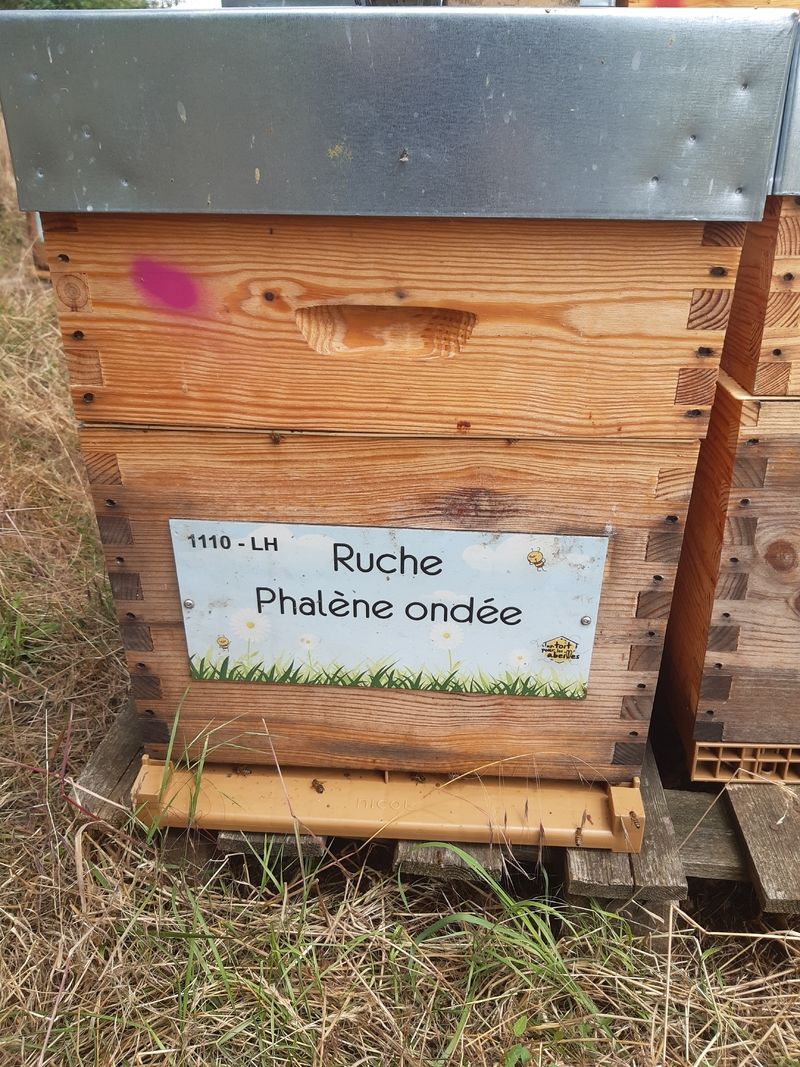La ruche Phalène ondee