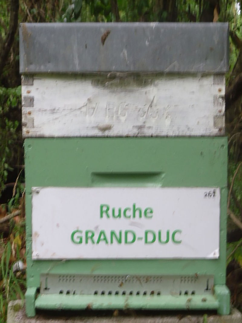 La ruche Grand-duc