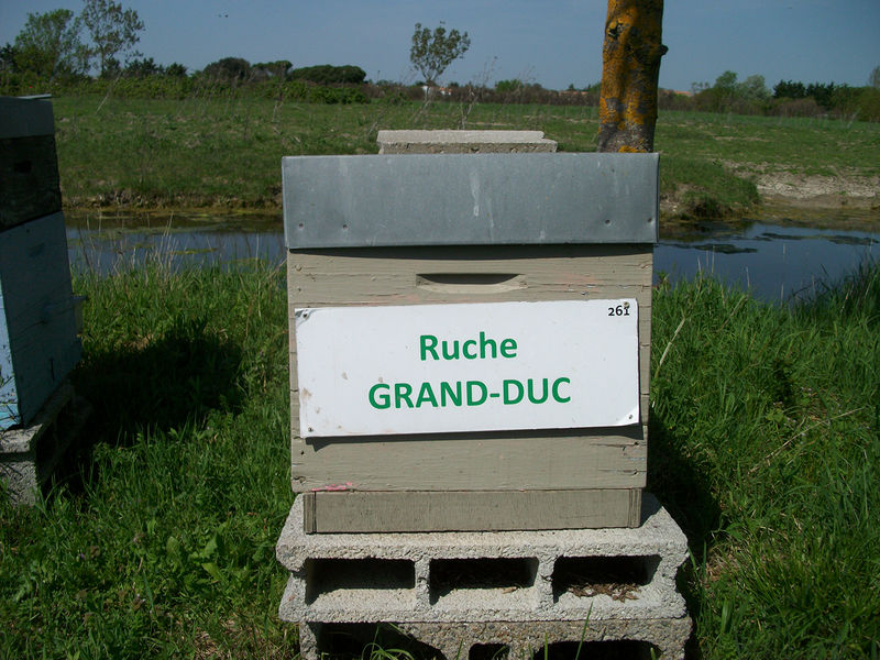 La ruche Grand-duc