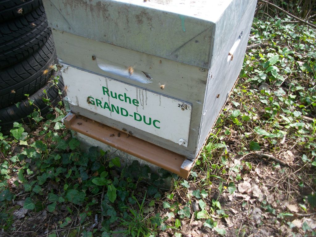 La ruche