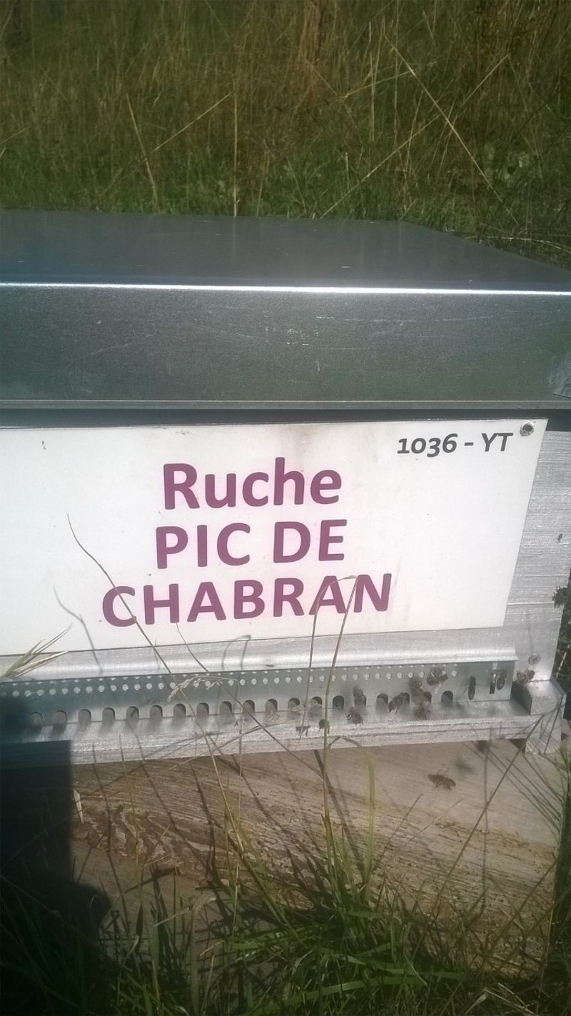 La ruche Pic de Chabran