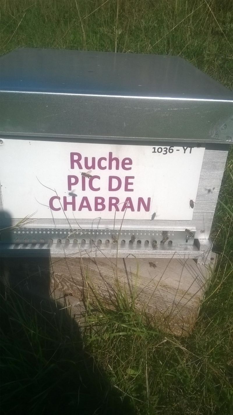 La ruche Pic de Chabran