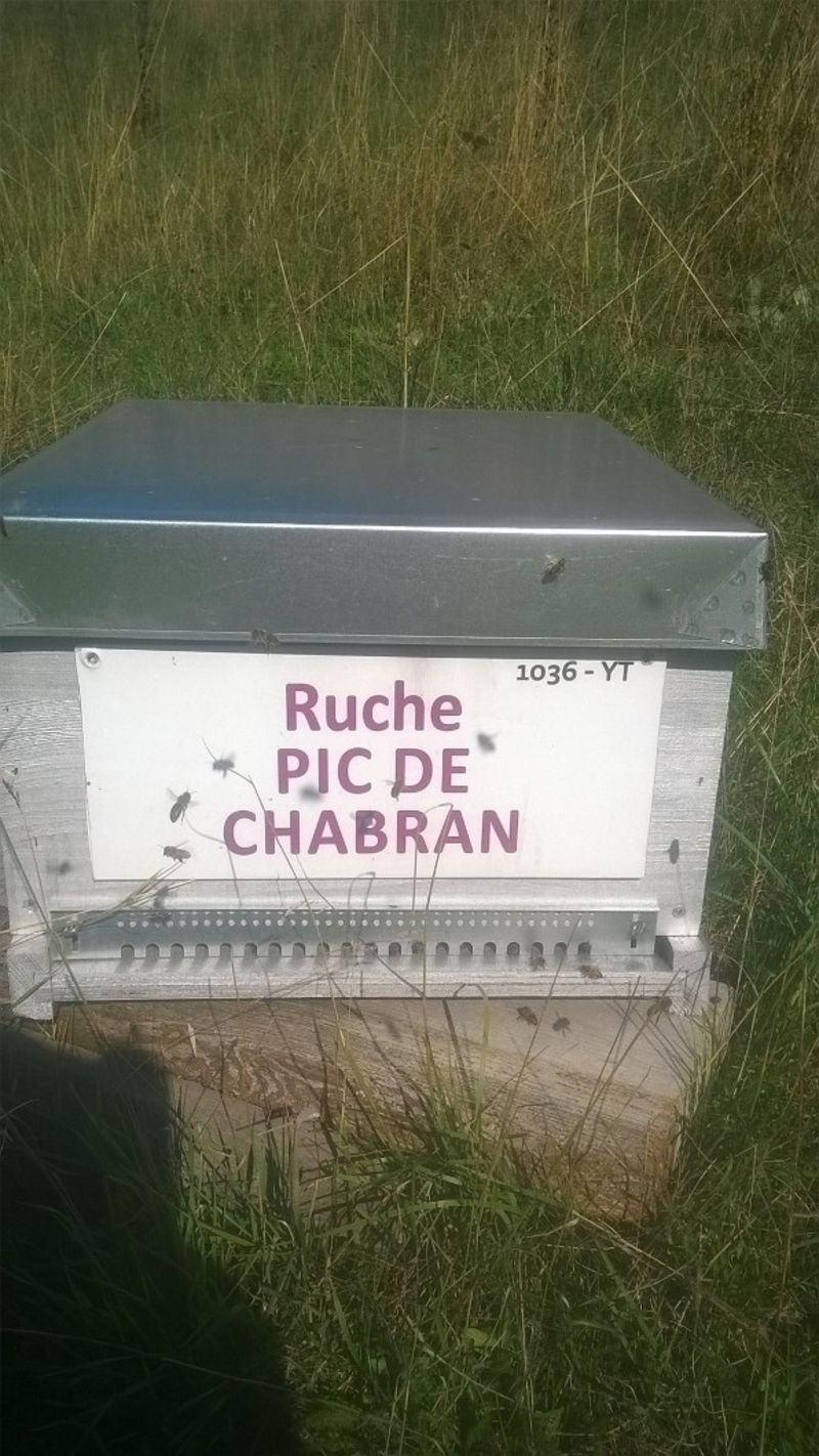 La ruche Pic de Chabran