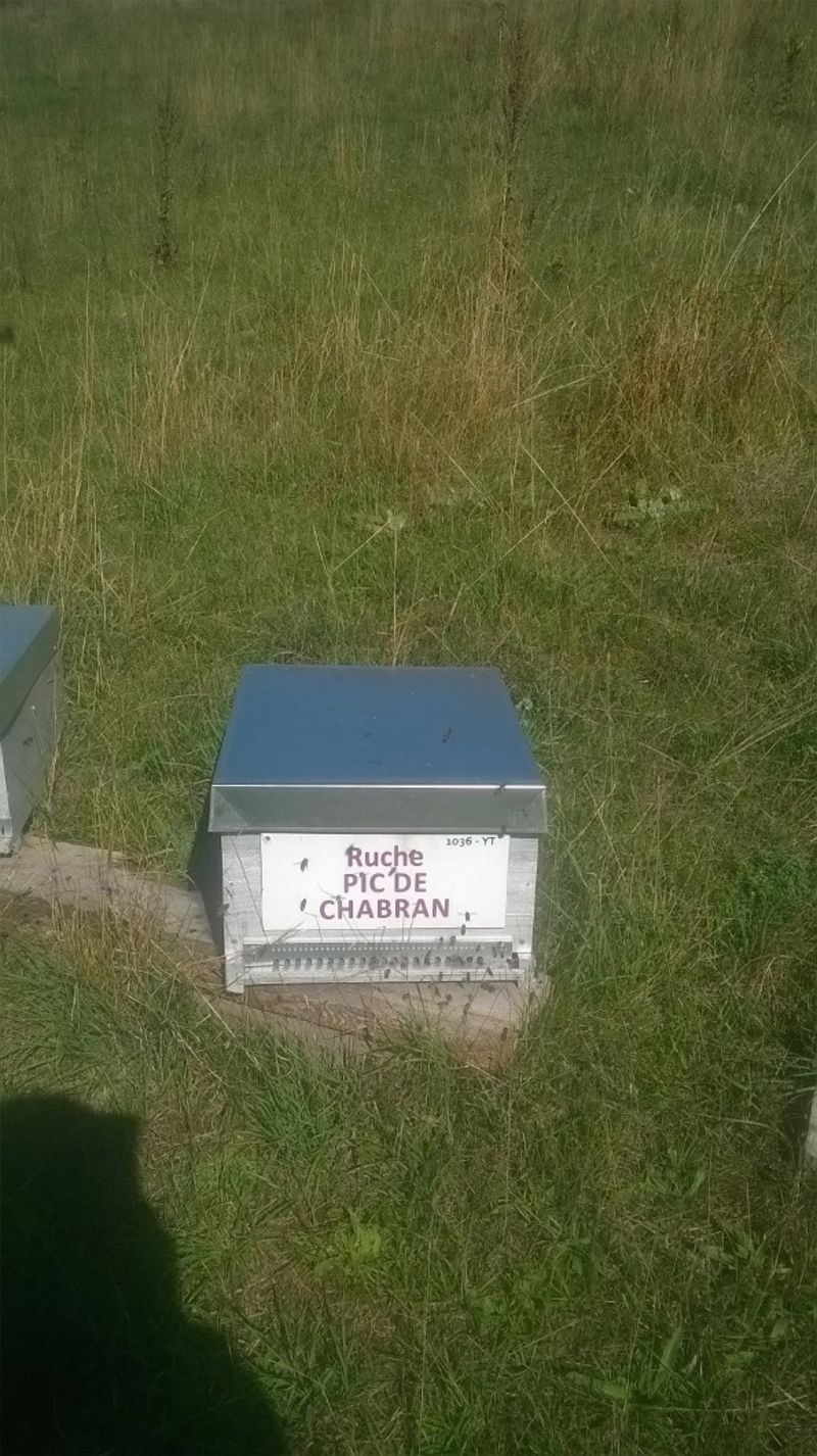 La ruche Pic de Chabran
