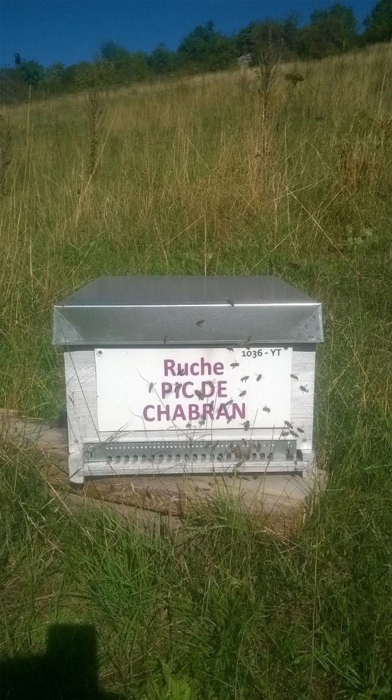 La ruche Pic de Chabran