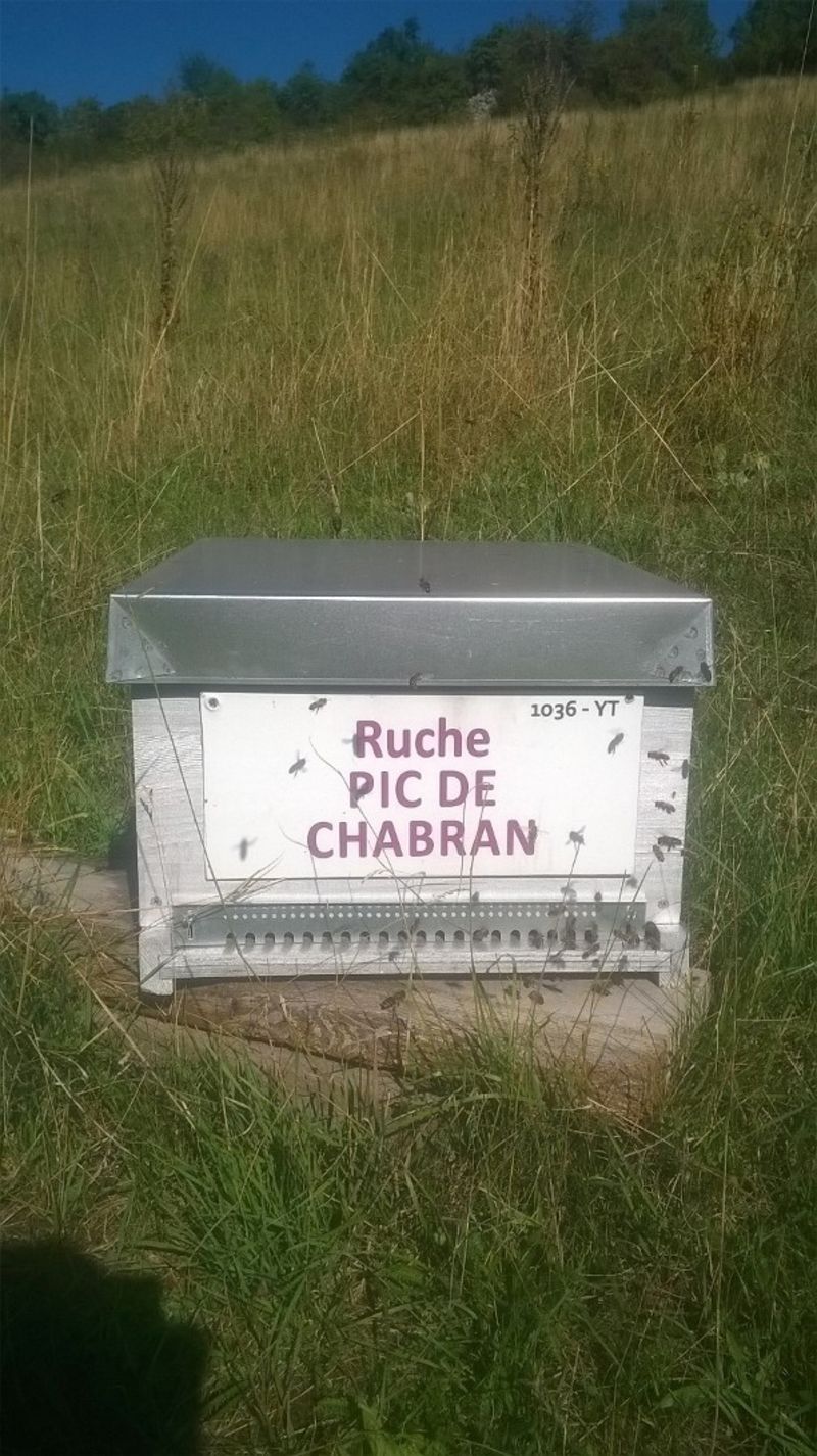 La ruche Pic de Chabran