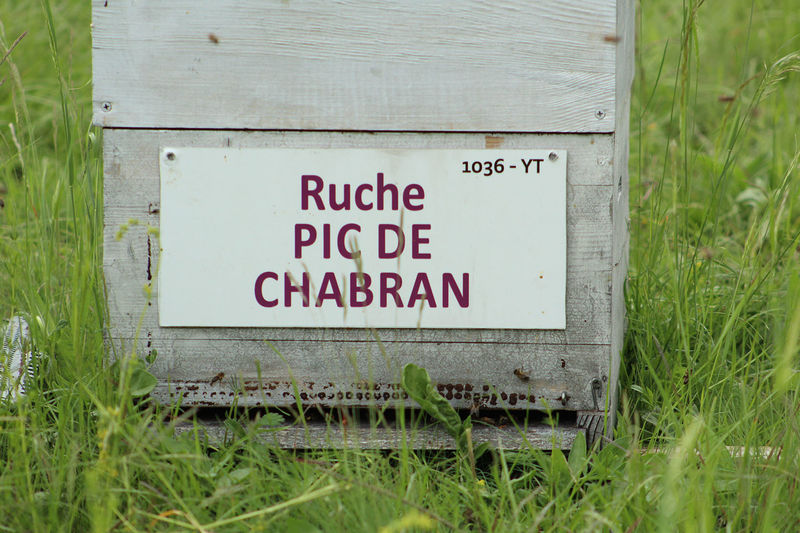 La ruche Pic de Chabran