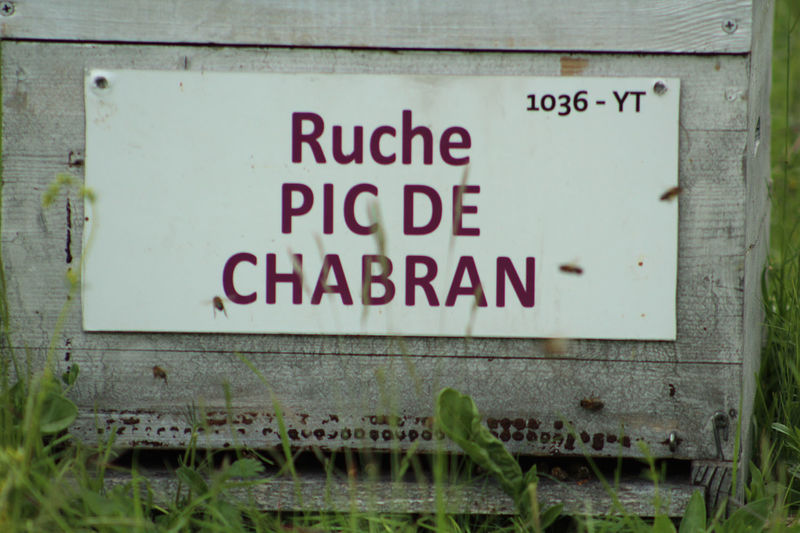 La ruche Pic de Chabran