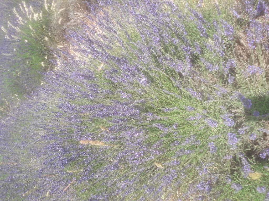 La ruche Pic de Chabran